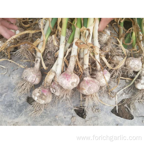 2019 New Crop Fresh Garlic Good Quality